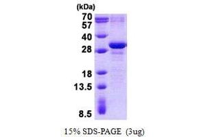 Image no. 1 for MAX Dimerization Protein 3 (MXD3) protein (His tag) (ABIN1098770)