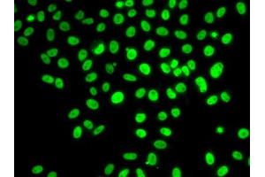 Immunofluorescence (IF) image for anti-Polymerase (DNA-Directed), delta 3, Accessory Subunit (POLD3) (AA 197-466) antibody (ABIN6145881)