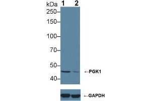 Knockout Varification:,Lane 1: Wild-type Hela cell lysate,Lane 2: PGK1 knockout Hela cell lysate,Predicted MW: 45 kDa ,Observed MW: 45 kDa,Primary Ab: 1 μg/mL Rabbit Anti-Human PGK1 Antibody,Second Ab: 0. (PGK1 antibody  (AA 2-417))