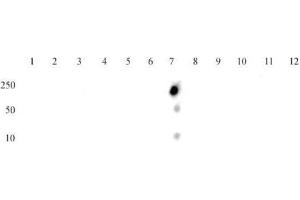 Histone H4K16ac antibody (mAb) tested by dot blot analysis.
