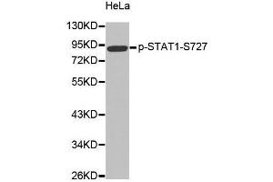 Western blot analysis of extracts from Hela cells, using Phospho-STAT1-S727 antibody. (STAT1 antibody  (pSer727))