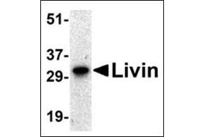 Western blot analysis of Livin expression in human Raji cell lysate with this product at 0. (BIRC7 antibody  (AA 264-280))
