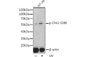 Western blot analysis of extracts of HT-29 cells, using Phospho-Chk1-Ser280 antibody (ABIN3019445, ABIN3019446, ABIN3019447 and ABIN6225372) at 1:1000 dilution. (CHEK1 antibody  (pSer280))