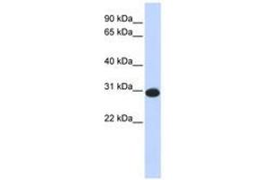 Image no. 1 for anti-Calcium Modulating Ligand (CAMLG) (AA 36-85) antibody (ABIN6741026)