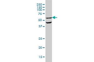 OCLN monoclonal antibody (M01), clone 1G7 Western Blot analysis of OCLN expression in HL-60 .