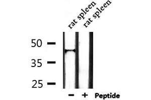 Western blot analysis of extracts from rat spleen, using IL18BP Antibody. (IL18BP antibody  (C-Term))