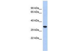 Image no. 1 for anti-Cellular Repressor of E1A-Stimulated Genes 2 (CREG2) (AA 35-84) antibody (ABIN6741238) (CREG2 antibody  (AA 35-84))