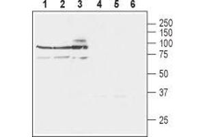 Western blot analysis of rat brain lysates (lanes 1 and 4), mouse brain lysates (lanes 2 and 5) and human SH-SY5Y neuroblastoma cell lysates (lanes 3 and 6): - 1-3. (SLC8A3 antibody  (3rd Intracellular Loop))
