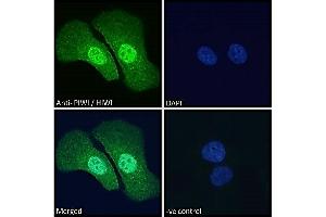 ABIN190916 Immunofluorescence analysis of paraformaldehyde fixed U2OS cells, permeabilized with 0. (PIWIL1 antibody  (Internal Region))