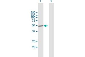 Western Blot analysis of IRF1 expression in transfected 293T cell line by IRF1 MaxPab polyclonal antibody. (IRF1 antibody  (AA 1-325))