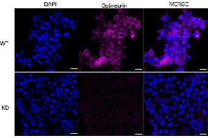 anti-Optineurin (OPTN) antibody