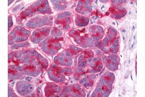 Anti-GP2 antibody IHC staining of human pancreas. (GP2 antibody  (AA 55-84))
