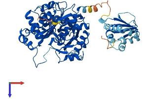 SCP2 Protein (AA 1-547) (His tag)