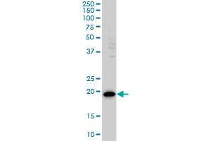 PDCD6 antibody  (AA 92-191)