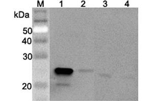 Western blot analysis using anti-GPX3 (mouse), pAb  at 1:2'000 dilution. (GPX3 antibody)