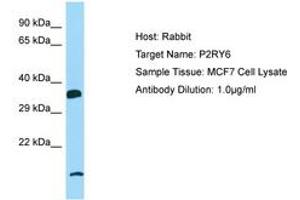 Image no. 1 for anti-Pyrimidinergic Receptor P2Y, G-Protein Coupled, 6 (P2RY6) (AA 109-158) antibody (ABIN6750124) (P2RY6 antibody  (AA 109-158))