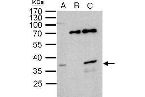 IP Image WBSCR22 antibody immunoprecipitates WBSCR22 protein in IP experiments. (WBSCR22 antibody  (Center))