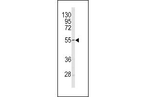 Western blot analysis of Sestrin-1 antibody (C-term) (ABIN391992 and ABIN2841780) in mouse heart tissue lysates (35 μg/lane). (SESN1 antibody  (C-Term))