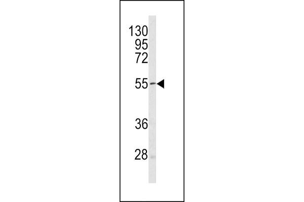 SESN1 anticorps  (C-Term)