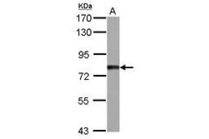 Image no. 1 for anti-Tetratricopeptide Repeat Domain 14 (TTC14) (AA 470-664) antibody (ABIN1501545) (TTC14 antibody  (AA 470-664))