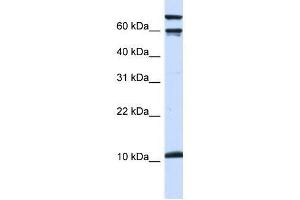 GAL antibody (70R-10548) used at 0. (GAL antibody  (Middle Region))