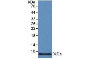 Detection of Recombinant CCL3, Human using Polyclonal Antibody to Macrophage Inflammatory Protein 1 Alpha (MIP1a) (CCL3 antibody  (AA 24-92))