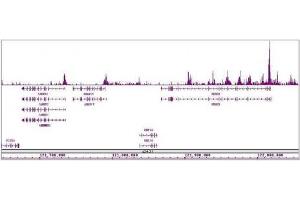 Histone H4ac (pan-acetyl) antibody (pAb) tested by ChIP-Seq. (Histone H4 antibody  (N-Term))