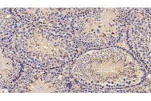 Detection of AST in Mouse Testis Tissue using Monoclonal Antibody to Aspartate Aminotransferase (AST) (GOT1 antibody  (AA 1-413))