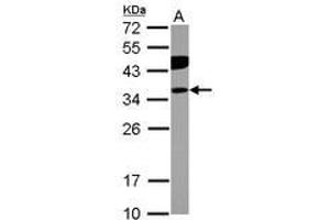 Image no. 2 for anti-Phosphotidylinositol Transfer Protein, beta (PITPNB) (AA 1-266) antibody (ABIN1500227) (PITPNB antibody  (AA 1-266))