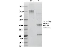 SDS-PAGE Analysis Purified ICOS-L Mouse Monoclonal Antibody (ICOSL/3111). (ICOSLG antibody  (AA 23-149))