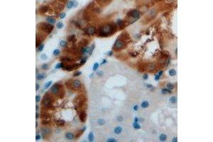 Immunohistochemical analysis of AMY1 staining in mouse kidney formalin fixed paraffin embedded tissue section. (Alpha-amylase 1 antibody)