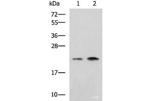 Western blot analysis of Jurkat Raji cell lysates using CHMP6 Polyclonal Antibody at dilution of 1:1000 (CHMP6 antibody)