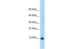 Host: Rabbit Target Name: GNG4 Sample Type: Fetal Brain lysates Antibody Dilution: 1. (GNG4 antibody  (Middle Region))