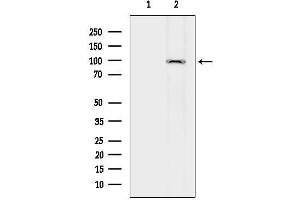 anti-Sema Domain, Immunoglobulin Domain (Ig), Transmembrane Domain (TM) and Short Cytoplasmic Domain, (Semaphorin) 4D (SEMA4D) (C-Term) antibody