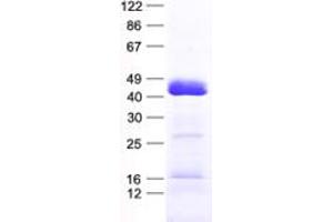 Validation with Western Blot (TAF8 Protein (His tag))