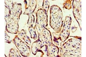 Immunohistochemistry of paraffin-embedded human placenta tissue using ABIN7155729 at dilution of 1:100 (HOXA9 antibody  (AA 1-190))