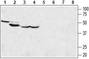Western blot analysis of rat kidney (lanes 1 and 5), rat skeletal muscle (lanes 2 and 6), rat brain (lanes 3 and 7) and mouse brain (lanes 4 and 8) lysates: - 1-4. (MCU antibody  (Mitochondrial Matrix, N-Term))