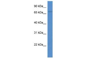 WB Suggested Anti-ACSM3 Antibody Titration: 1. (ACSM3 antibody  (C-Term))