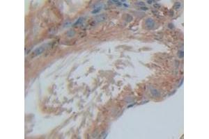 IHC-P analysis of Rat Tissue, with DAB staining. (SAT1 antibody  (AA 1-171))