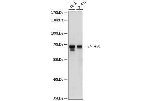Western blot analysis of extracts of various cell lines, using ZNF426 antibody (ABIN7271485) at 1:1000 dilution. (ZNF426 antibody  (AA 150-270))