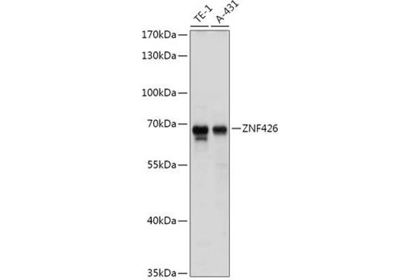ZNF426 抗体  (AA 150-270)