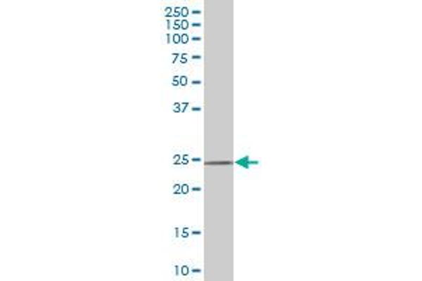 DCUN1D1 antibody  (AA 1-89)