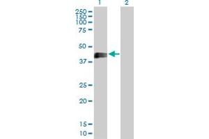 Western Blot analysis of EDA2R expression in transfected 293T cell line by EDA2R MaxPab polyclonal antibody.