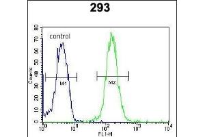 ZBTB10 Antibody (C-term) (ABIN654530 and ABIN2844249) flow cytometric analysis of 293 cells (right histogram) compared to a negative control cell (left histogram). (ZBTB10 antibody  (C-Term))