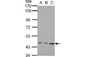 WB Image Sample (30 ug of whole cell lysate) A: H1299 B: HCT116 C: MCF-7 7. (MMP19 antibody)
