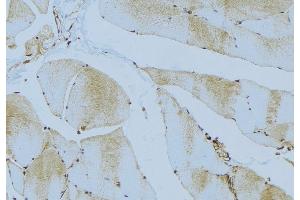 ABIN6276528 at 1/100 staining Mouse muscle tissue by IHC-P. (ATG4C antibody  (N-Term))