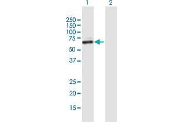 ZNF92 anticorps  (AA 1-517)
