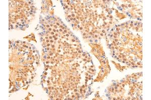 ABIN6267273 at 1/100 staining mouse testis tissue sections by IHC-P.