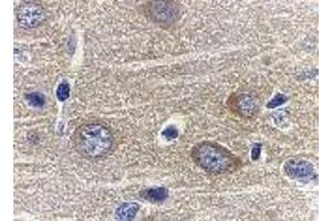 Immunohistochemistry of adiponectin in rat brain tissue with adiponectin antibody at 1 μg/ml. (ADIPOQ antibody  (N-Term))