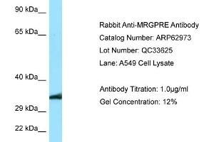Western Blotting (WB) image for anti-MAS-Related GPR, Member E (MRGPRE) (C-Term) antibody (ABIN2789317) (MRGPRE antibody  (C-Term))